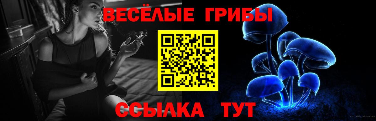 Галлюциногенные грибы Psilocybe Киров